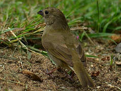 Black-faced Grassquit