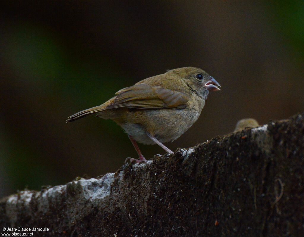 Black-faced Grassquitimmature