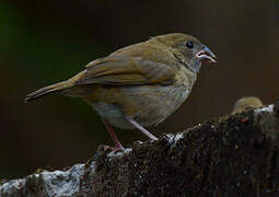 Black-faced Grassquit