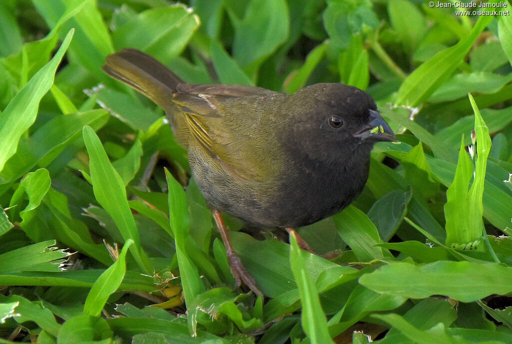 Black-faced Grassquit