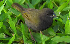 Black-faced Grassquit