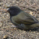 Sporophile cici
