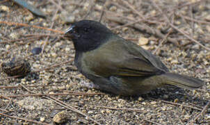 Black-faced Grassquit