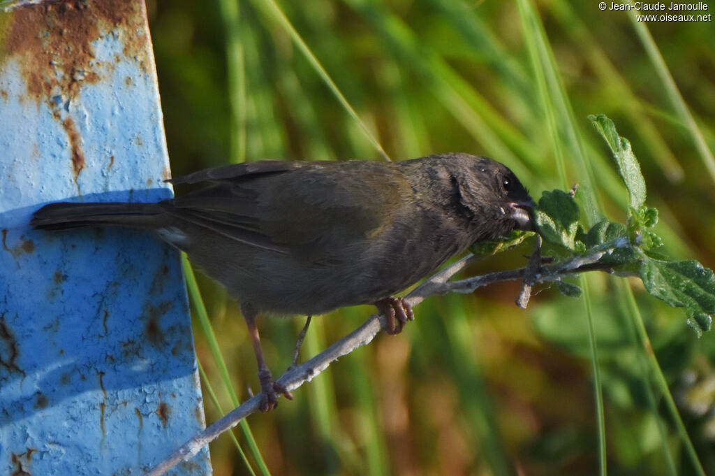 Black-faced Grassquit