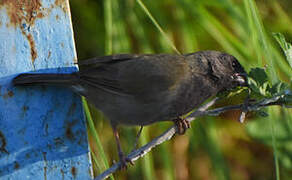 Black-faced Grassquit