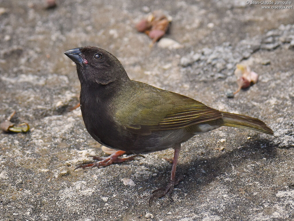 Black-faced Grassquit