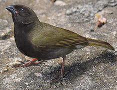 Black-faced Grassquit