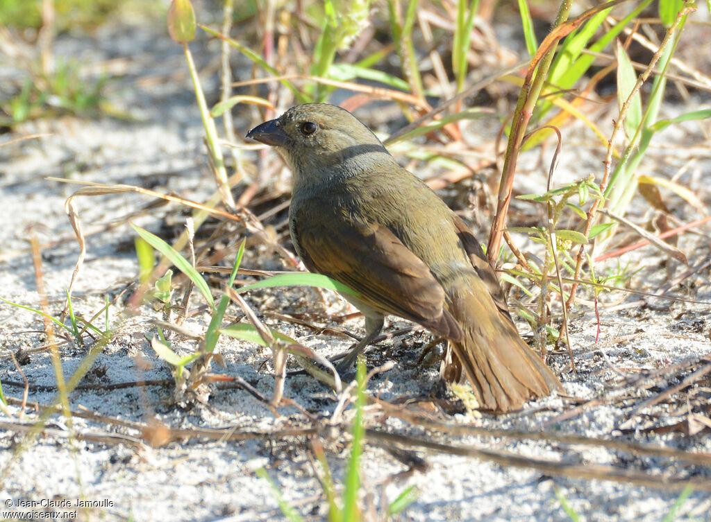 Barbados Bullfinch