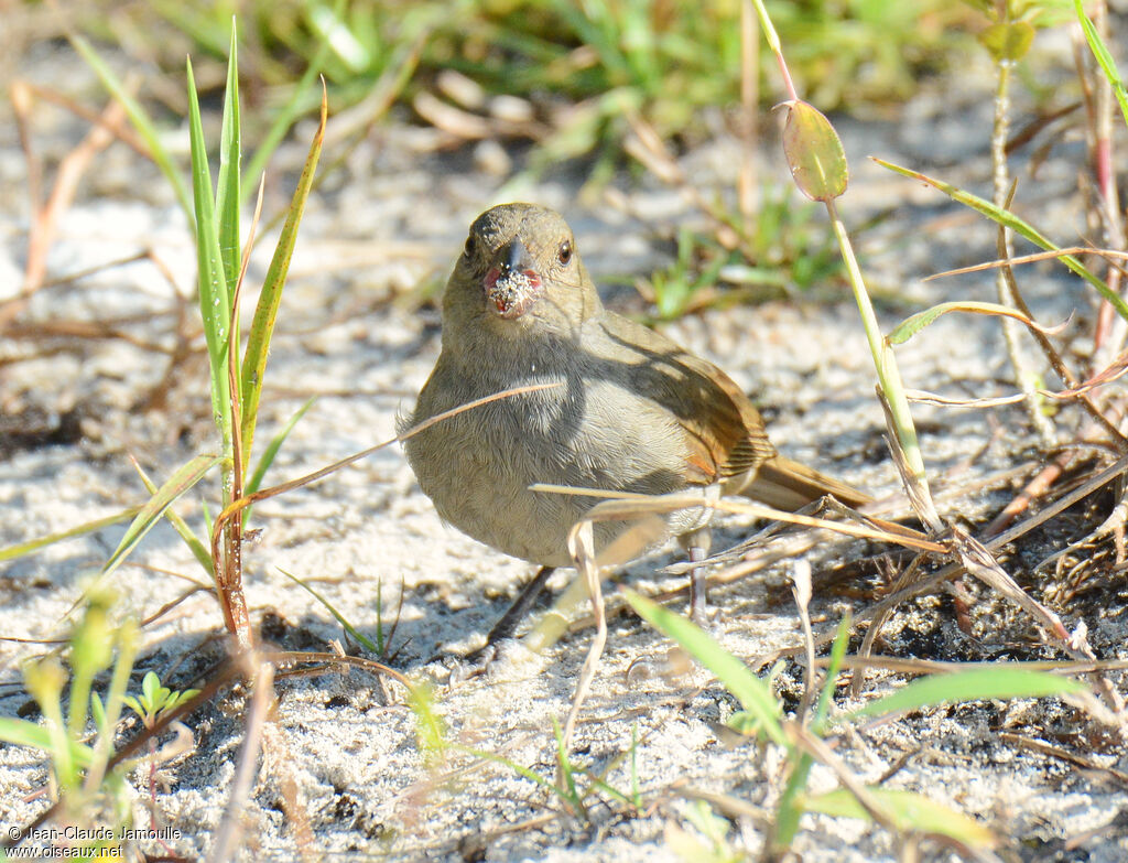 Barbados Bullfinch, feeding habits