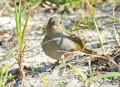 Barbados Bullfinch