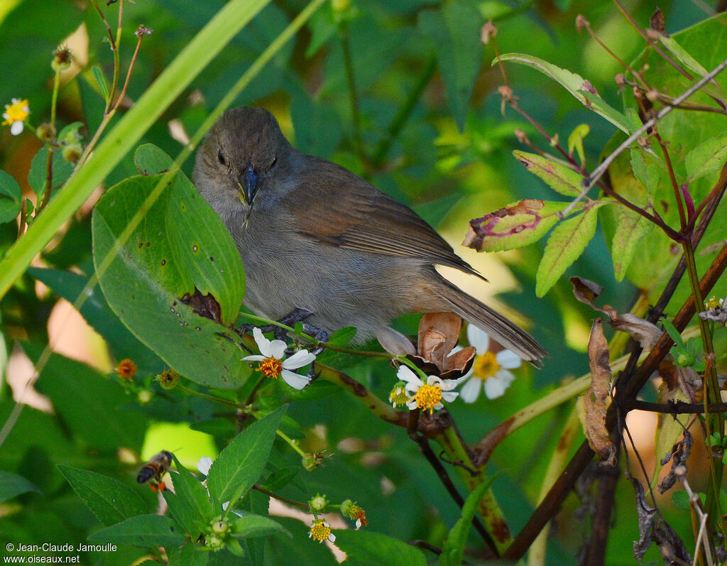 Barbados Bullfinch, feeding habits