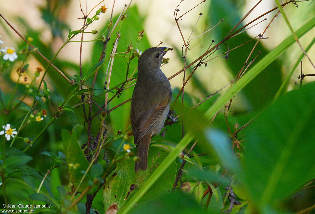 Barbados Bullfinch, feeding habits