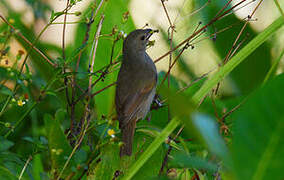 Barbados Bullfinch