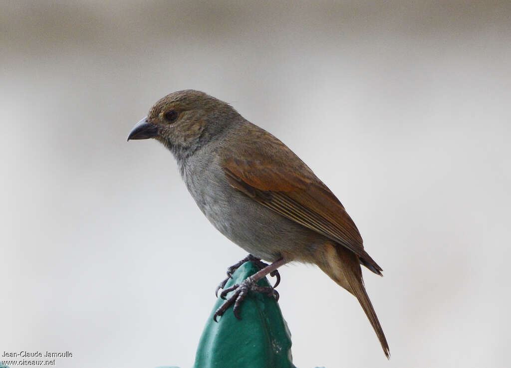 Sporophile de Barbadeadulte, identification, composition, pêche/chasse