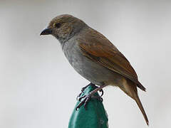 Barbados Bullfinch