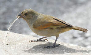 Barbados Bullfinch