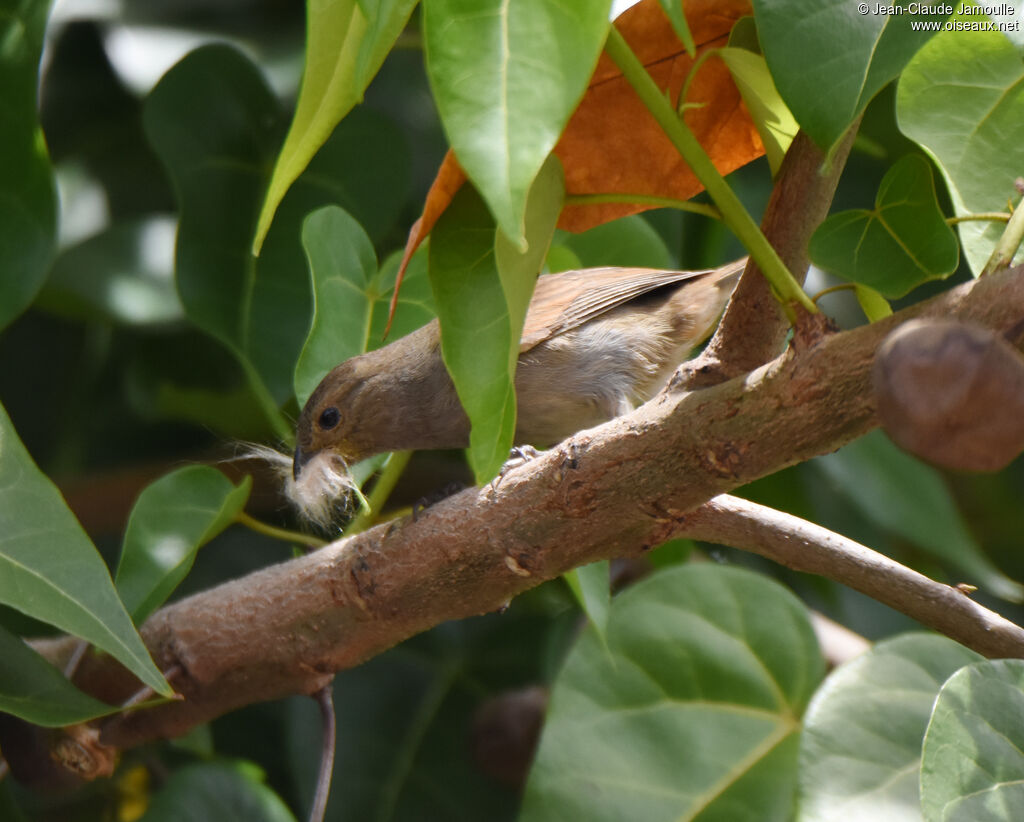 Barbados Bullfinch