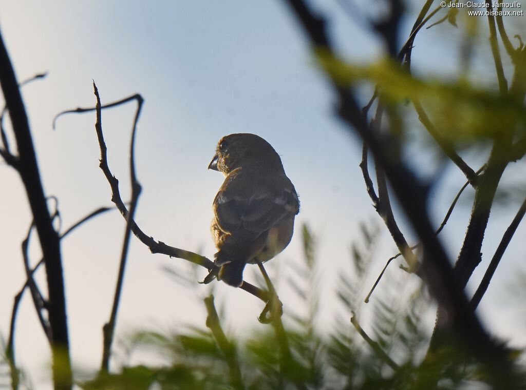 Morelet's Seedeater female adult