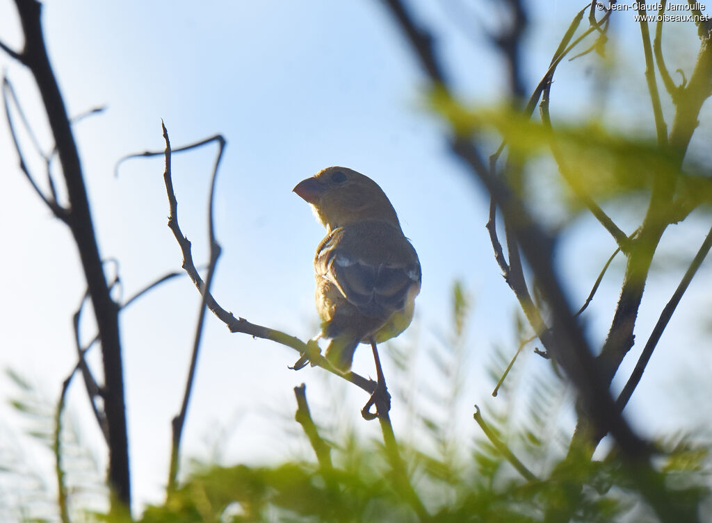 Morelet's Seedeater female