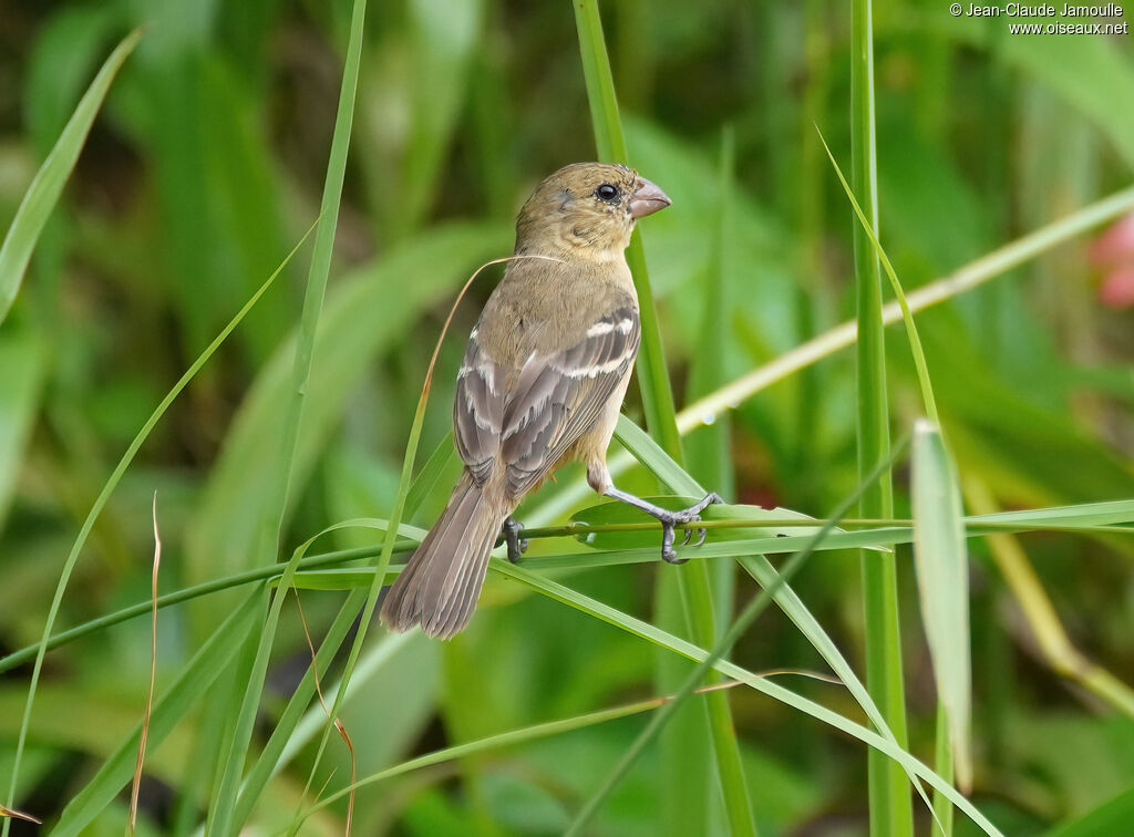 Sporophile de Morelet femelle adulte