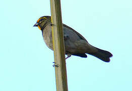 Yellow-faced Grassquit