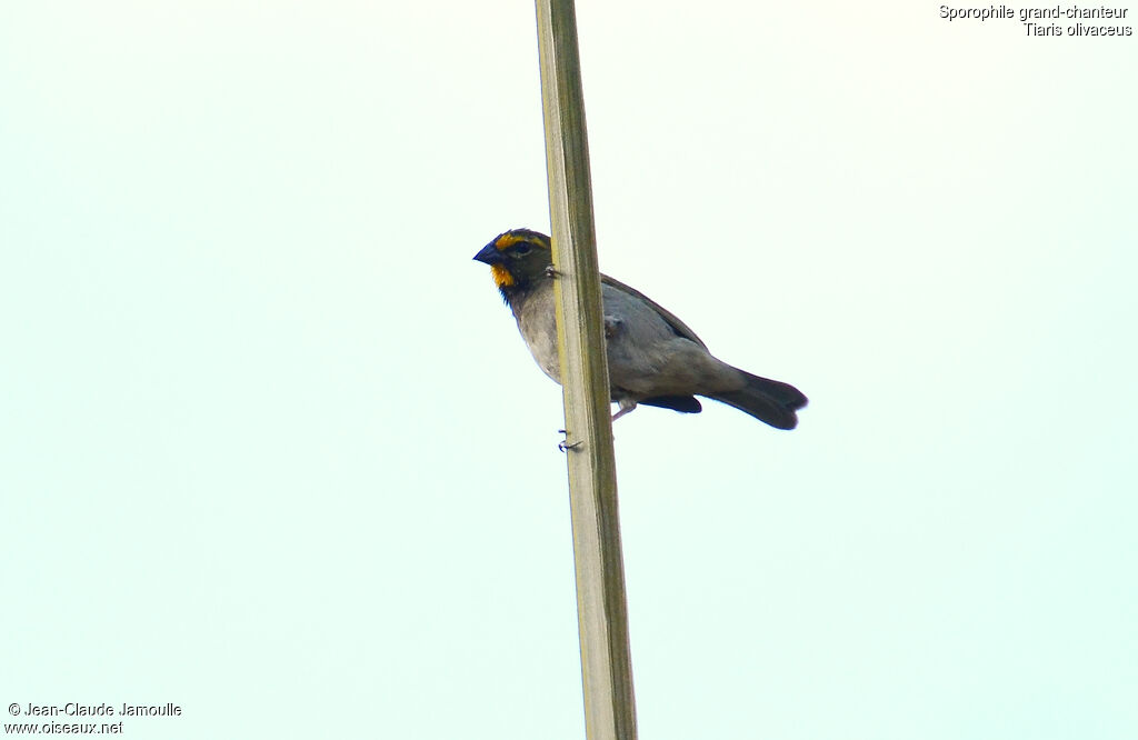 Yellow-faced Grassquit