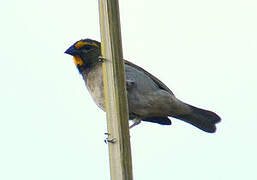 Yellow-faced Grassquit