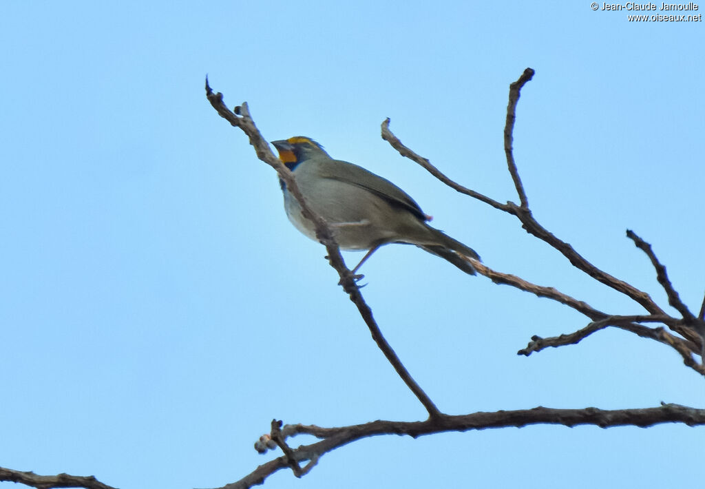 Yellow-faced Grassquit