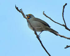 Yellow-faced Grassquit