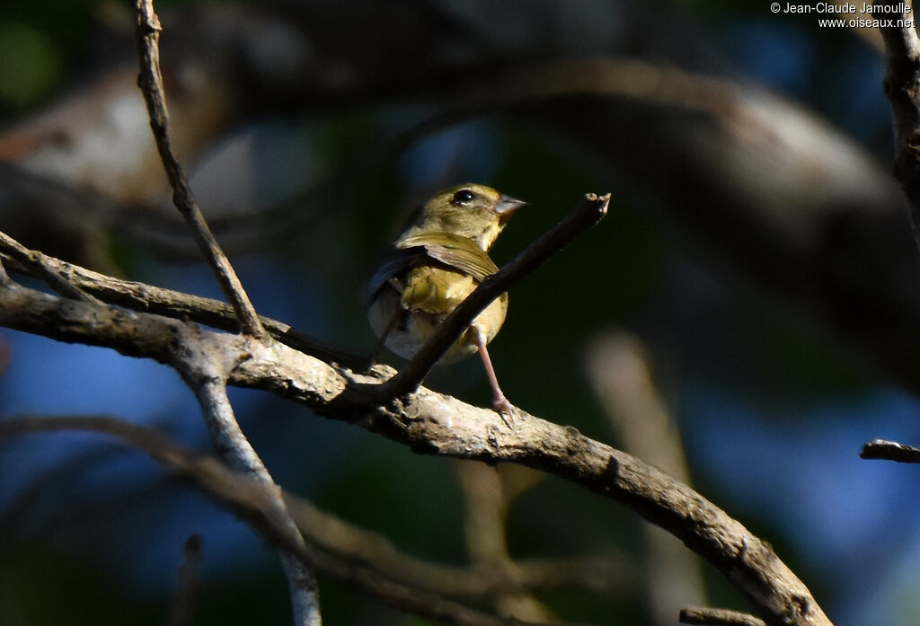 Yellow-faced Grassquit