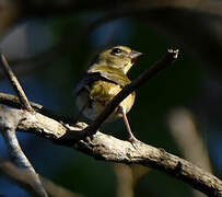 Yellow-faced Grassquit