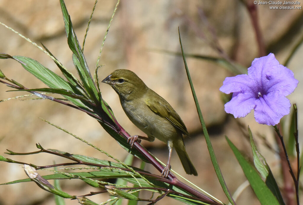 Yellow-faced Grassquit female