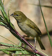 Yellow-faced Grassquit