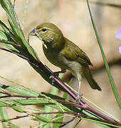 Yellow-faced Grassquit