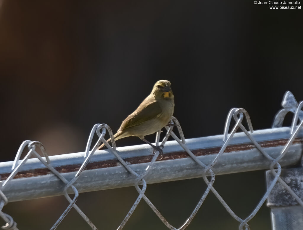 Yellow-faced Grassquit male adult