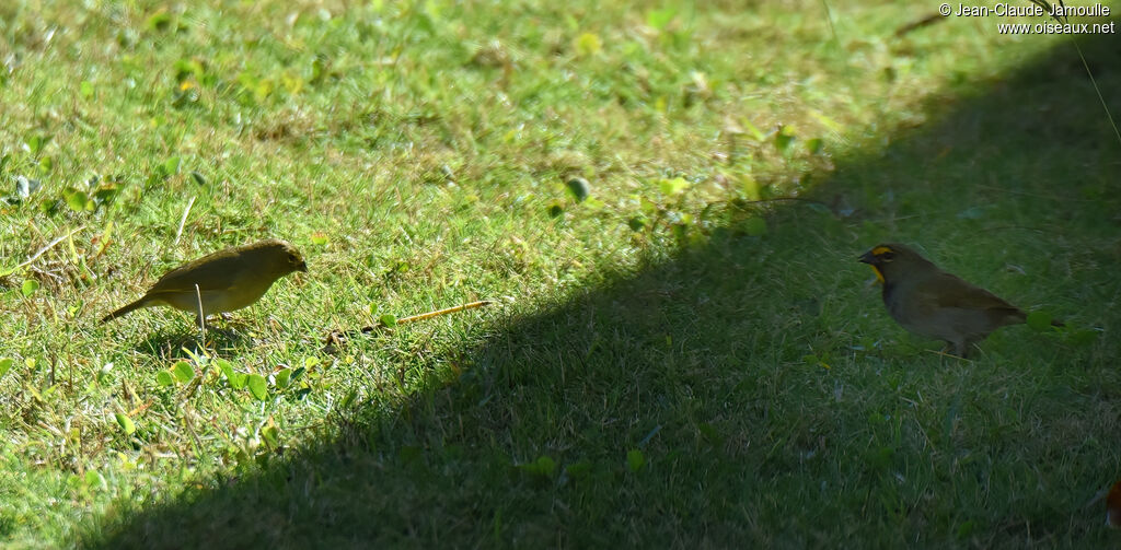 Yellow-faced Grassquitadult