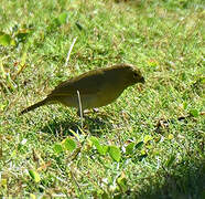 Yellow-faced Grassquit