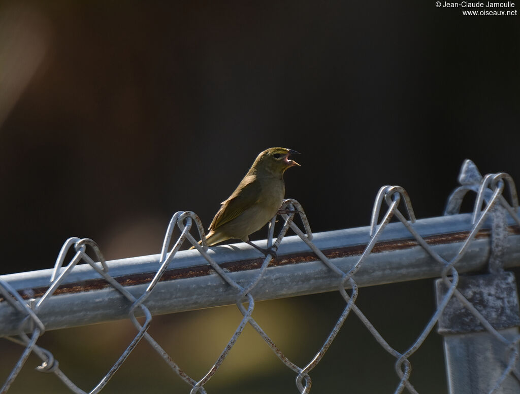 Yellow-faced Grassquit male adult, song