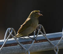 Yellow-faced Grassquit