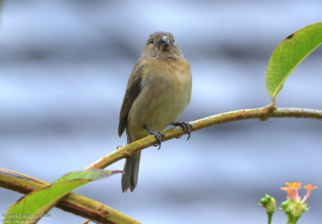 Sporophile gris-de-plomb femelle