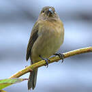 Sporophile gris-de-plomb
