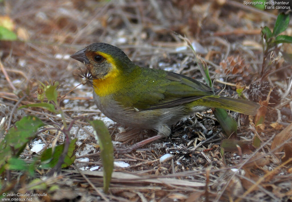 Cuban Grassquit female adult, identification, feeding habits