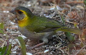 Cuban Grassquit