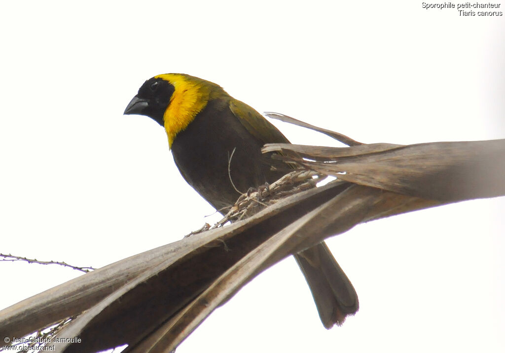 Cuban Grassquit male adult, identification, Behaviour