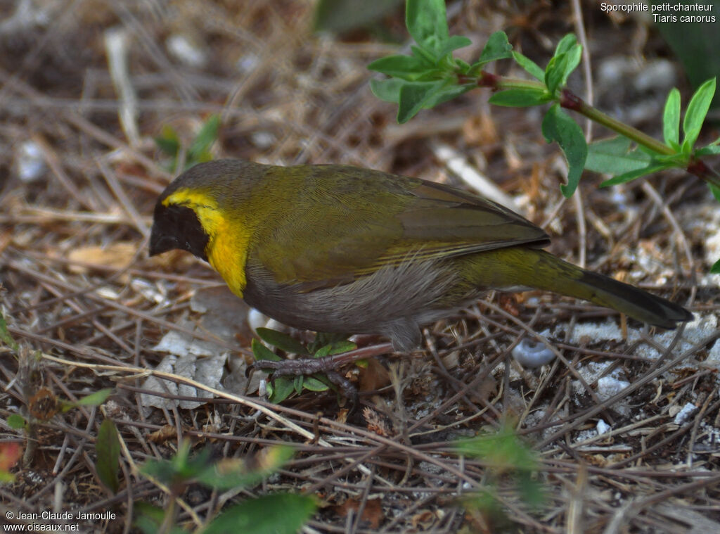 Cuban Grassquit male adult, feeding habits