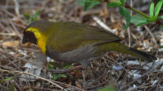 Cuban Grassquit