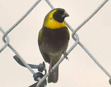 Cuban Grassquit