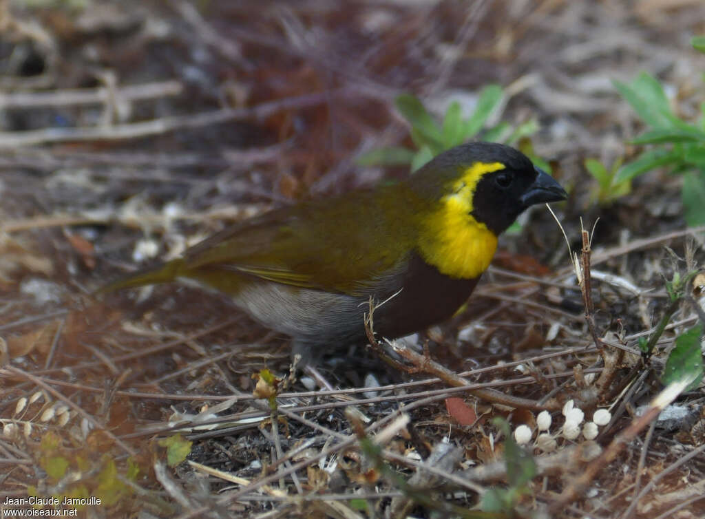 Cuban Grassquit male adult