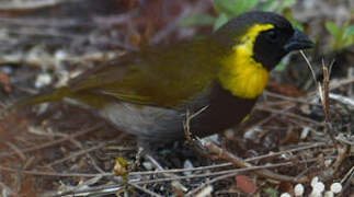 Cuban Grassquit