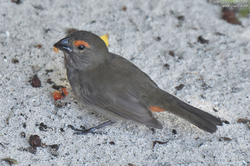 Greater Antillean Bullfinch